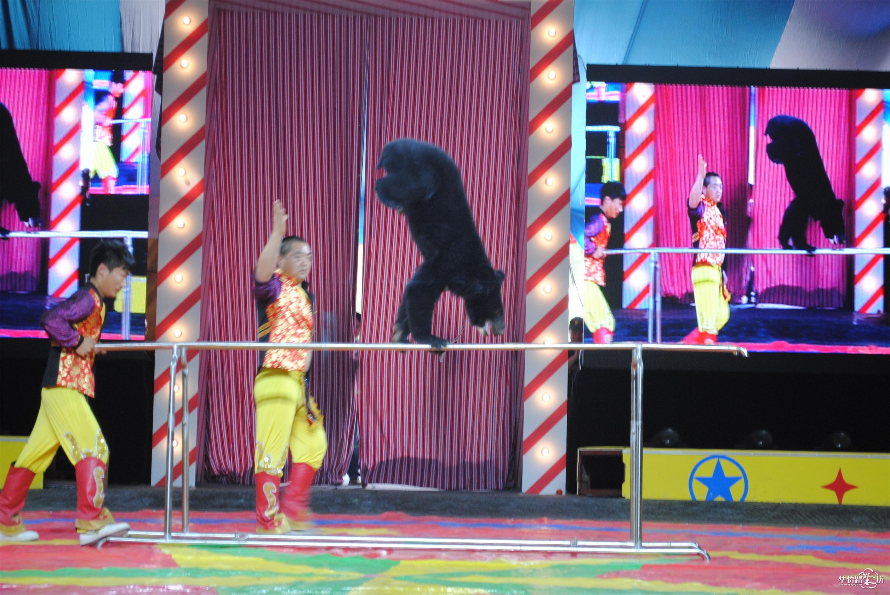 马戏团演出_动物世界