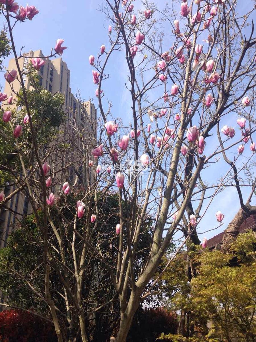 宋都橄榄墅园区植物实景图