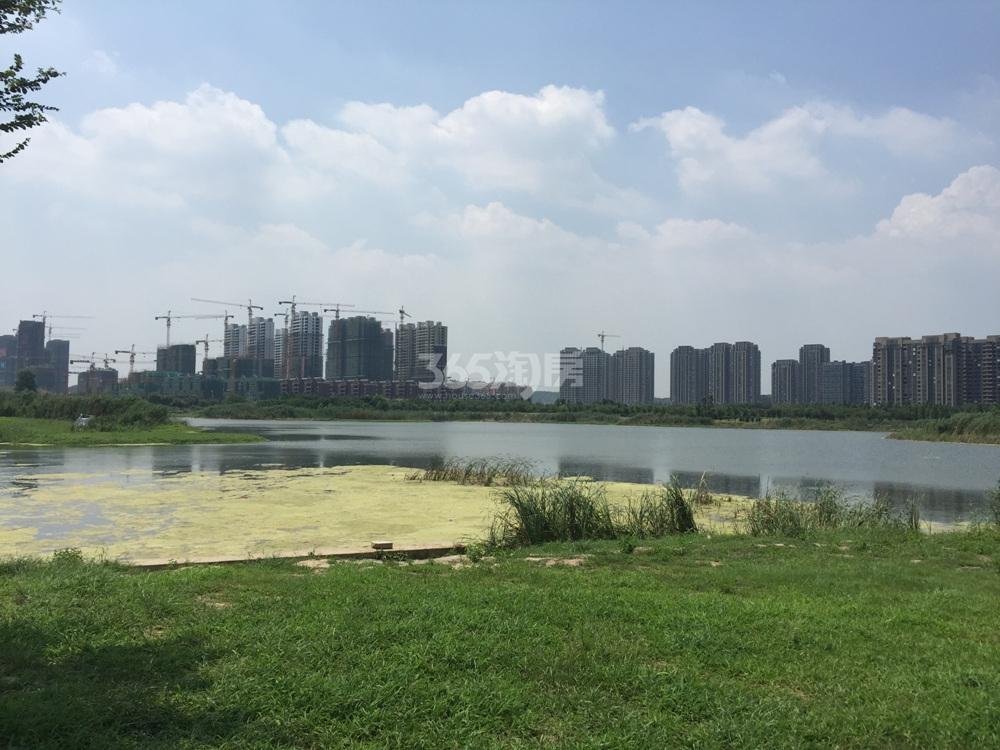 从仙林湖看新城香悦澜实景图（9.5） 